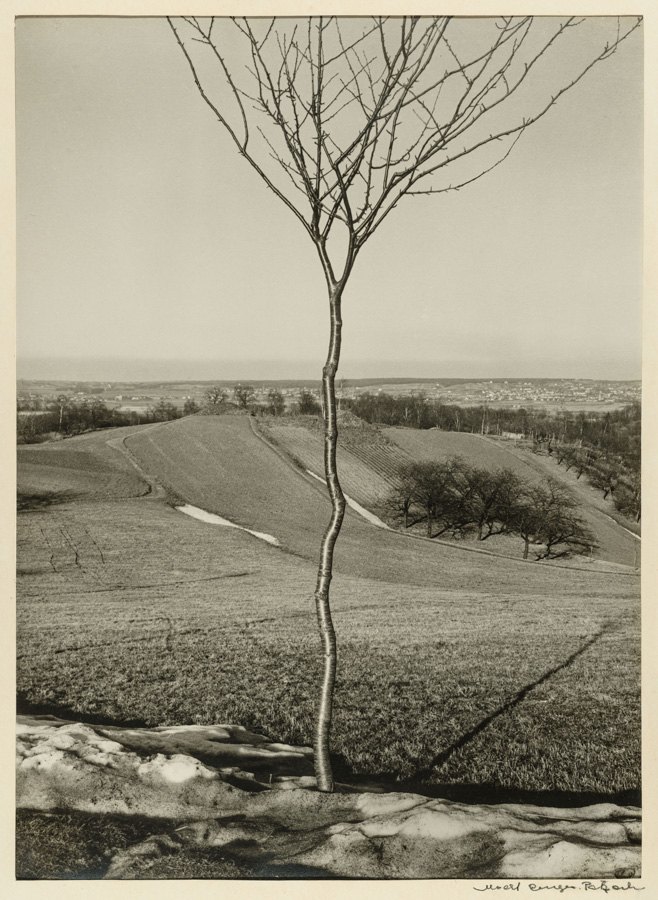 Albert Renger-Patzsch — Das Bäumchen [Le Jeune Arbre], 1928 Galerie Berinson, Berlin
							© Albert Renger-Patzsch / Archiv Ann und Jürgen Wilde, Zülpich / ADAGP, Paris 2017