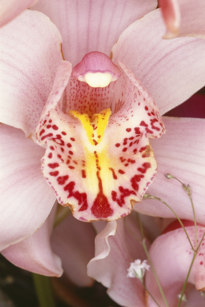 Fleurs (Flowers) 1985 / 2008 
								impression numérique H. 153,7 cm ; L. 101,6 cm 
								collection privée, New York 
								© Nobuyoshi Araki/Courtesy Taka Ishii Gallery