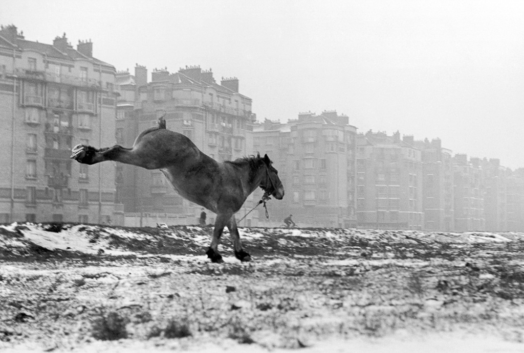 Cheval, Porte de Vanves, Paris, 1952, © Sabine Weiss